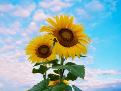 Fundraising Page Image